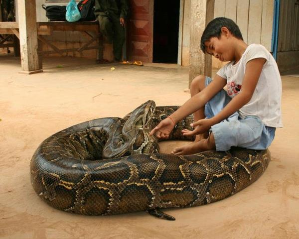 käärmeet lemmikkinä boa king boa