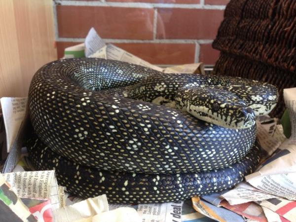 käärmeitä lemmikkipythonina