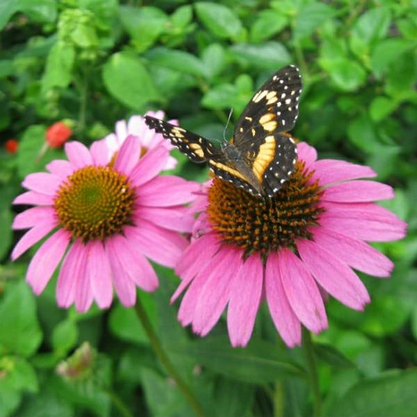 perhonen echinacea kasvi