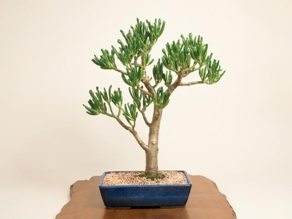 kauniisti muotoiltuja bonsai -puun lehtiä