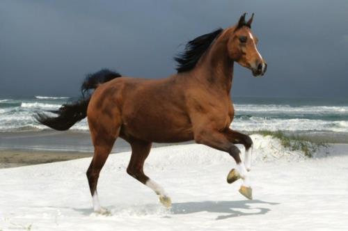kauniita hevosia ruskea meren rannikko