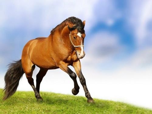 kaunis-hevoset-ruskea-harja-niitty
