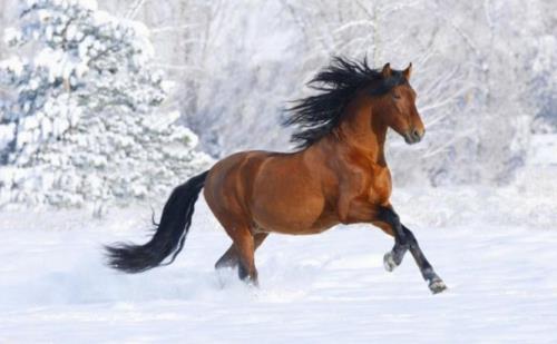 Hevoset ruskea talvi luonto lumi