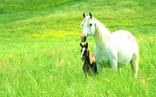 Hevoset pienet suuret valkoiset ruskeat vihreissä