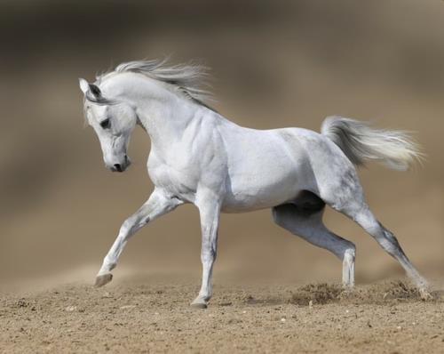 kauniit hevoset lumivalkoinen harja tyylikäs hiekka