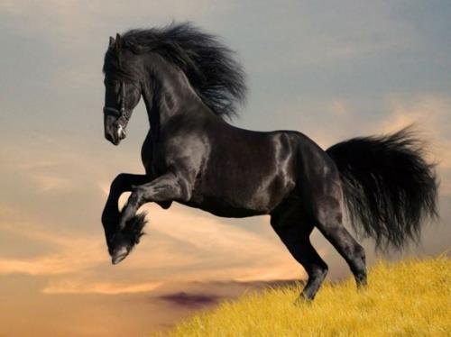 kauniita hevosia musta kuninkaallinen luonnon muoto