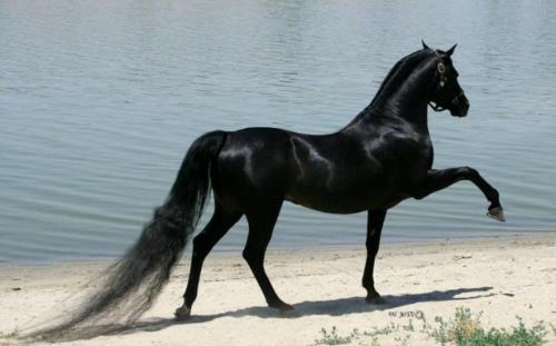 Hevoset, joilla on musta harja