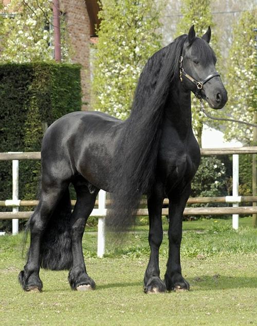 Hevoset musta rauhallinen teräsharja