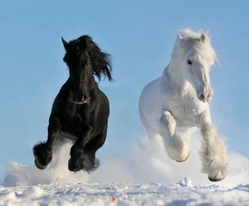 Hevoset musta valkoinen talvilumi