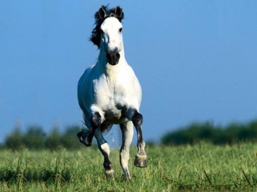 hevoset valkoinen kiireinen luonto niitty