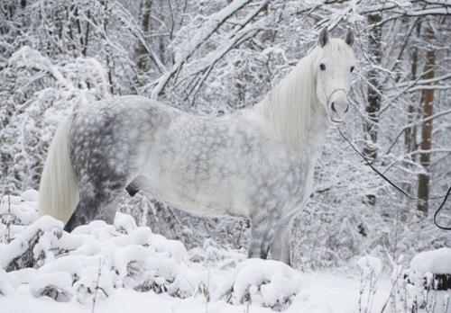 Hevoset valkoinen talvi luonto lumi