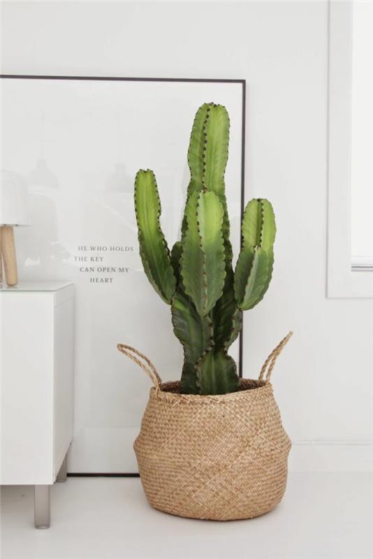 kauniita huonekasveja, jotka tarvitsevat vähän valoa, valtava kaktus