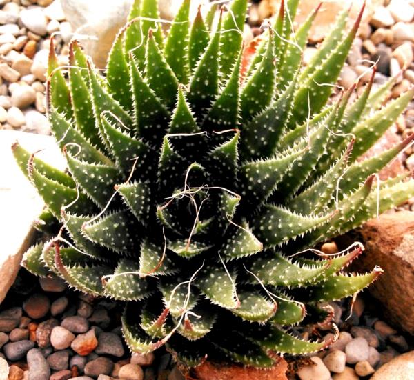 kaunis koriste aloe aristata rasvakasveja