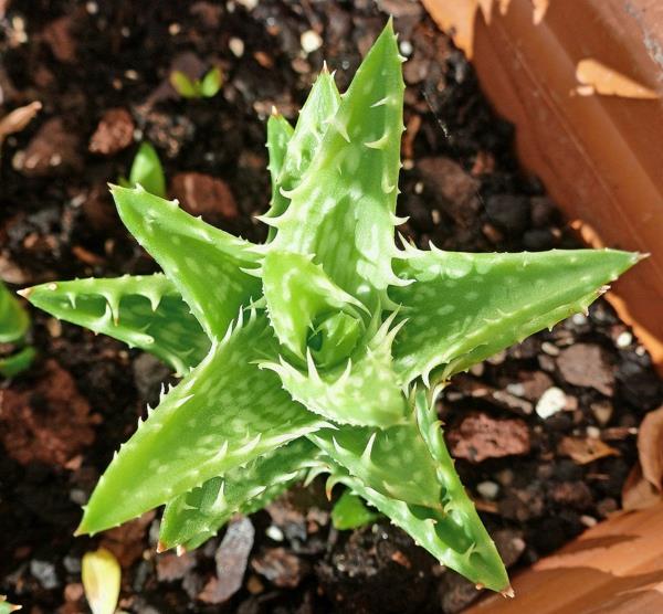 kaunis koriste aloe juvenna -kasvikasveja