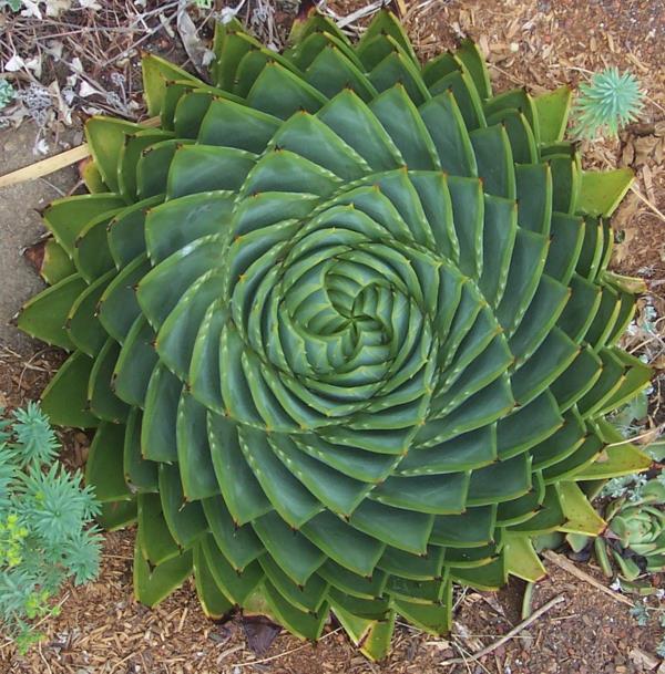 kaunis koriste aloe polyphylla -rasvakasveja