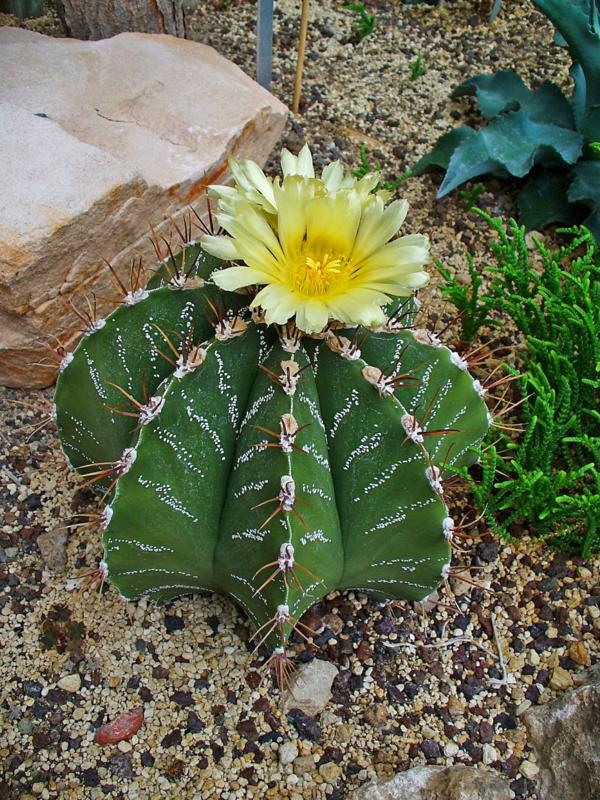 kauniita koristekasveja Astrophytum ornatum