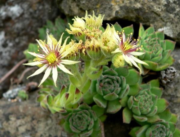 kauniita sisustusideoita Sempervivum grandiflorum houseleek