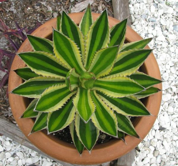 kauniita sisustusideoita agave -rasvaisten kasvien sisustusideoihin