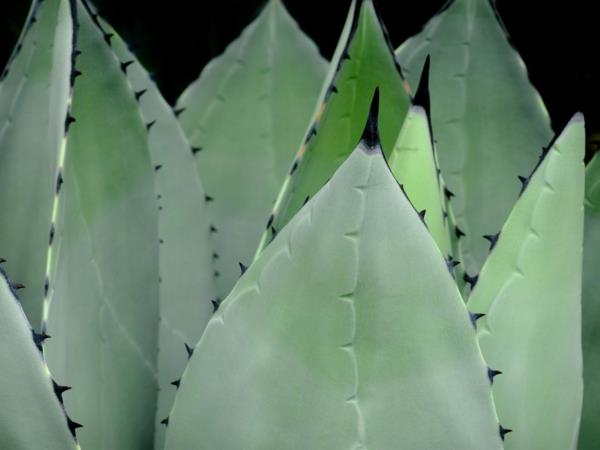 kauniita sisustusideoita puutarhakasveihin agave