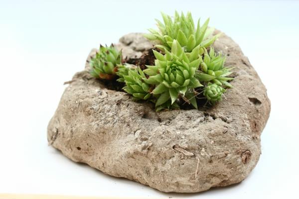 kauniita sisustusideoita houseleek houkuttelevia eläviä ideoita