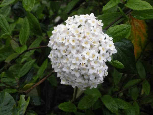kauniita koriste -ideoita viburnum -kukka valkoinen