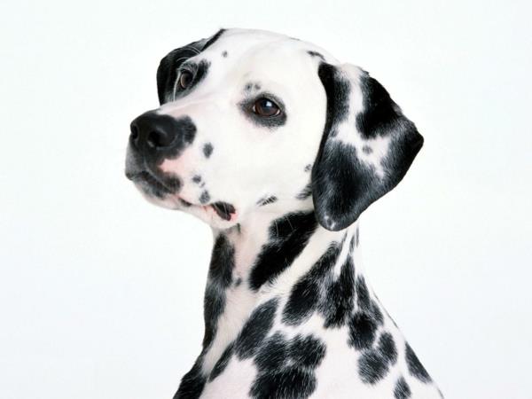 kauniita koirarotuja dalmatialaisia ​​lemmikkejä