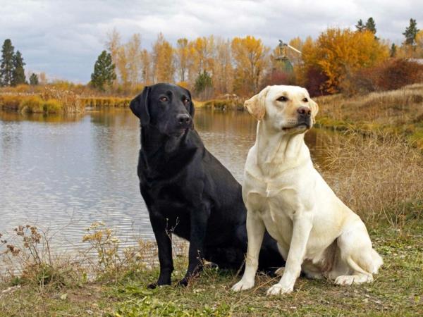 kauniita rotuja koiria labradoripari valkoinen musta