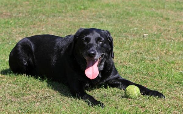 kauniita koirarotuja musta labradori leikkimässä ruohoa