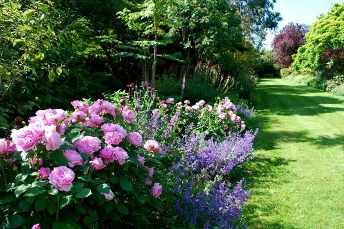 kauniit ruusut laventeli englantilainen nurmikonreunus