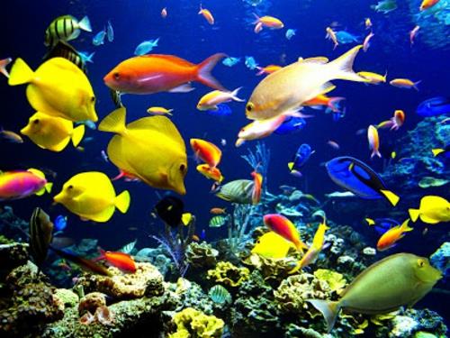 kauniita eläinkuvia värikkäitä kaloja