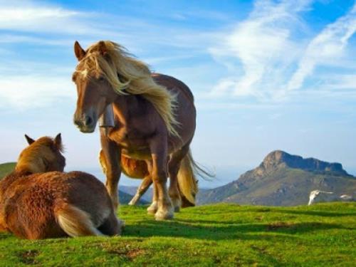 kauniita söpöjä eläinkuvia pari hevosta