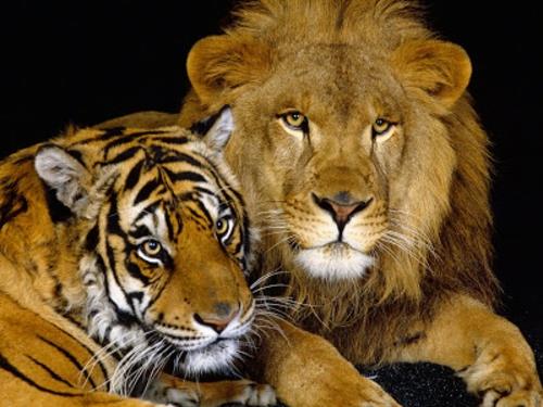 kauniita eläinkuvia leijona ja tiikeri