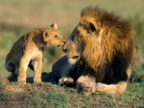 kauniita söpöjä eläinkuvia leijonat