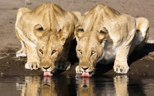 kauniita eläinkuvia vettä juovat leijonat