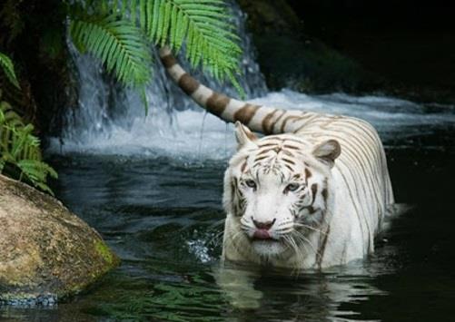 kauniita eläinkuvia valkoinen tiikeri joessa