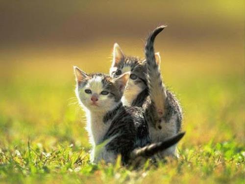 kaunis söpö eläin kuvia kaksi söpöä kissaa