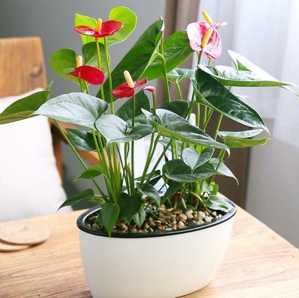 kaunis pöydän koristelu anthurium flamingo kukka