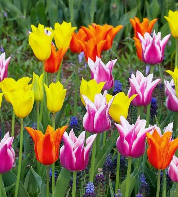 kauniit värilliset tulppaanit juuri istutettu puutarha