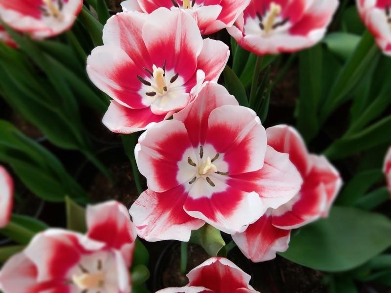 kaunis kevät tulppaanikimppu