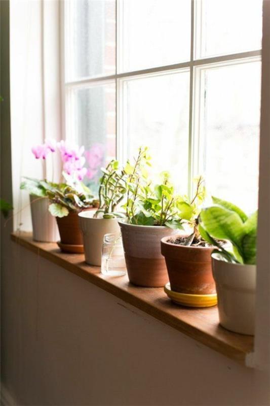 kauniita kotiideoita kasvit koristavat ikkunalaudan