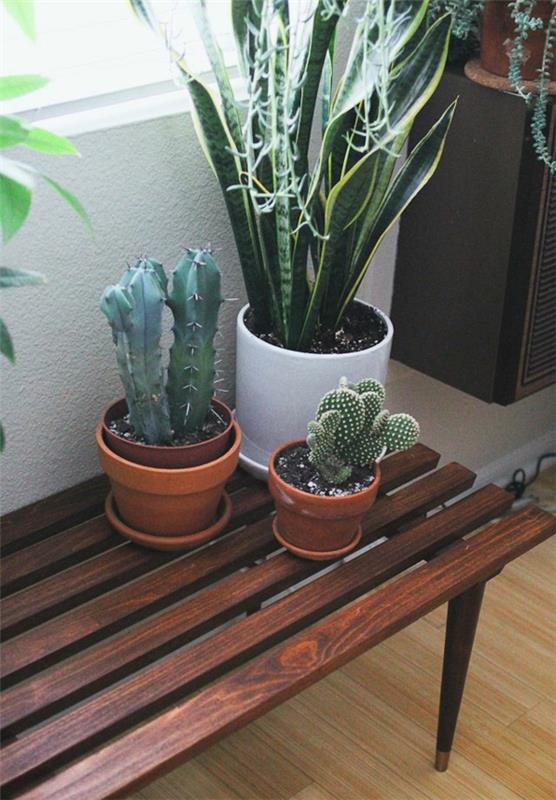 kauniita sisäkasveja kuvia kaari hamppu kaktus