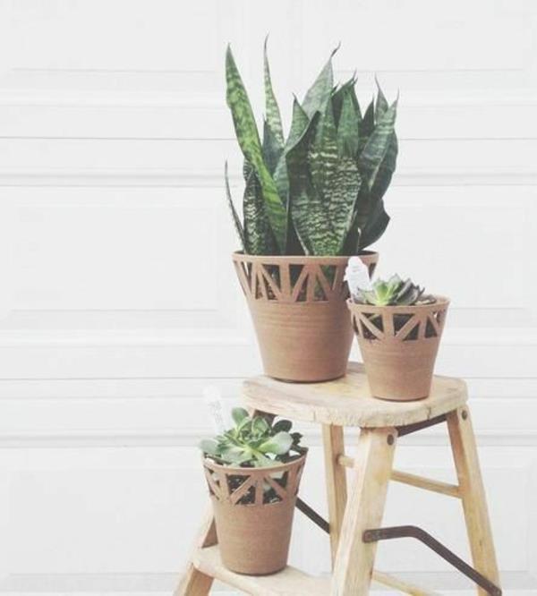 kauniita huonekasveja kuvia kaari hamppu mehikasveja