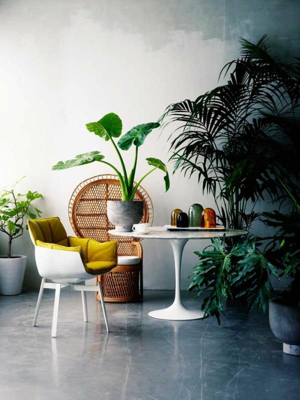 kauniita huonekasveja kuvia ikkunanlehtiä palmuja kuvia