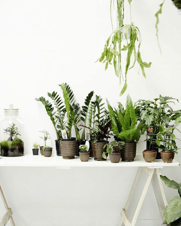 kauniita huonekasveja kuvia onnekas kevät talon saniaiset