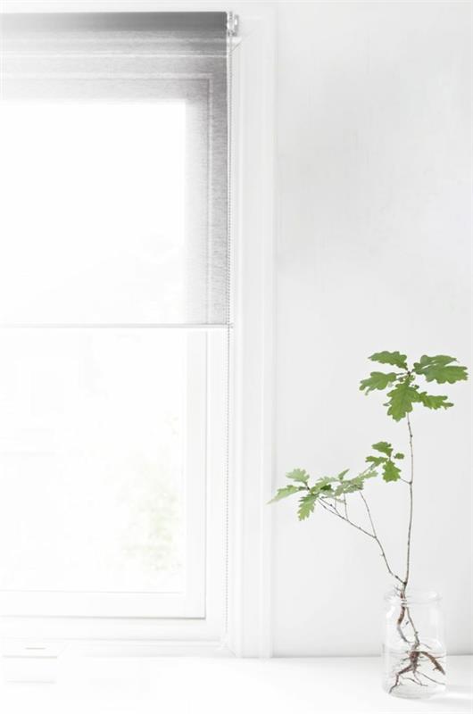 potting kauniita sisäkasveja kuvat nuori kasvi