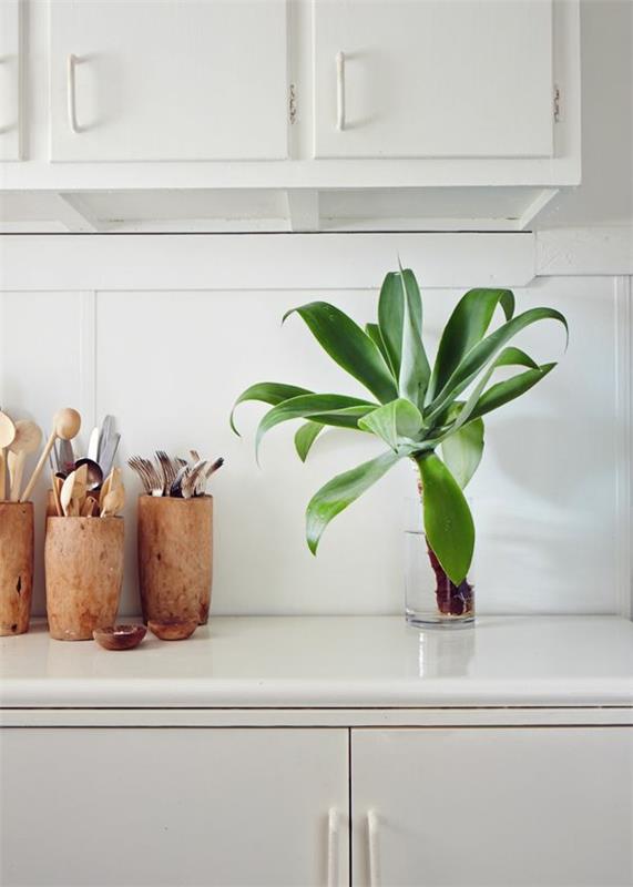 kauniita huonekasveja kuvat nuori kasvi