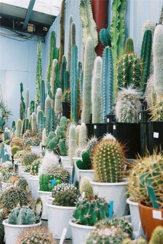 kauniita huonekasveja kuvia kaktus kaktus määrittää