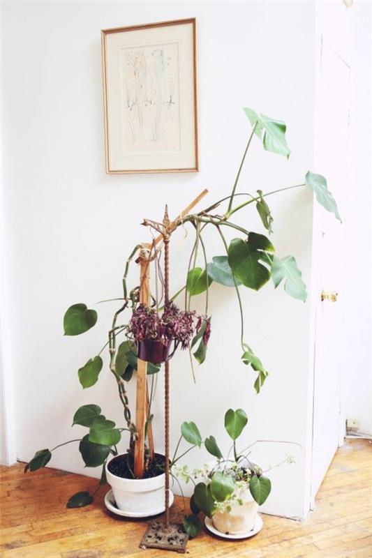 kauniit sisäkasvit helppohoitoiset kuvat herkullinen ikkunalehti