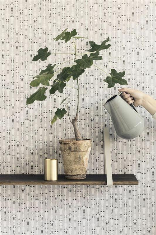 kauniit huonekasvit helppohoitoiset kuvat hoito kastelukannu