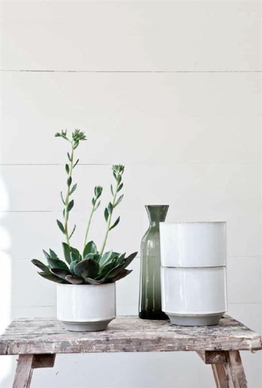 kauniita huonekasveja helppohoitoisia kuvia mehikasveja